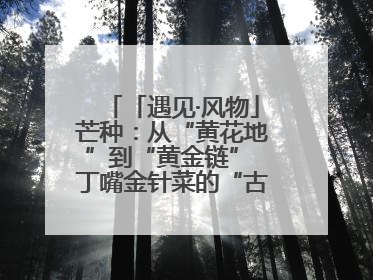 「遇见·风物」芒种：从“黄花地”到“黄金链” 丁嘴金针菜的“古法”经