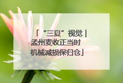 “三夏”视觉｜孟州麦收正当时 机械减损保归仓