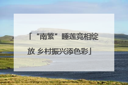 “南繁”睡莲竞相绽放 乡村振兴添色彩