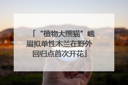 “植物大熊猫”峨眉拟单性木兰在野外回归点首次开花