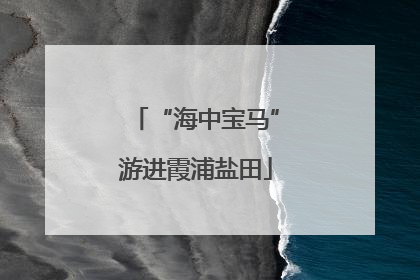 “海中宝马”游进霞浦盐田