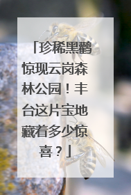 珍稀黑鹳惊现云岗森林公园！丰台这片宝地藏着多少惊喜？