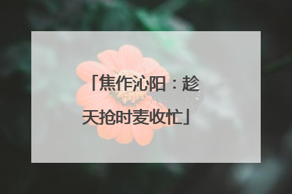焦作沁阳：趁天抢时麦收忙