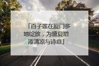 百子莲在厦门多地绽放，为盛夏增添清凉与诗意