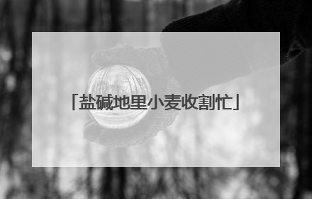 盐碱地里小麦收割忙