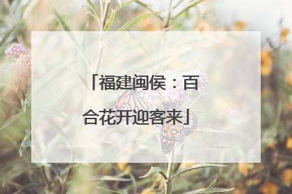 福建闽侯：百合花开迎客来