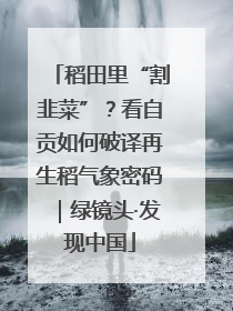 稻田里“割韭菜”？看自贡如何破译再生稻气象密码｜绿镜头·发现中国