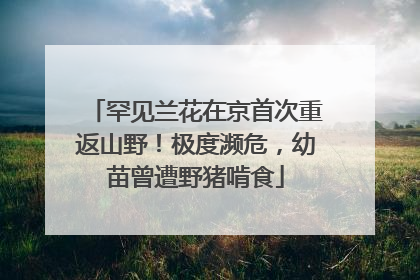 罕见兰花在京首次重返山野！极度濒危，幼苗曾遭野猪啃食