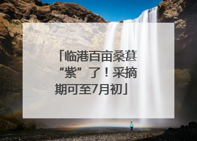 临港百亩桑葚“紫”了！采摘期可至7月初
