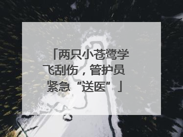 两只小苍鹭学飞刮伤，管护员紧急“送医”