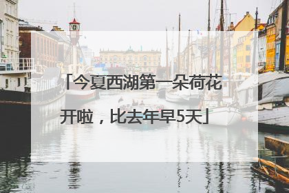 今夏西湖第一朵荷花开啦，比去年早5天