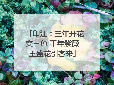印江：三年开花变三色 千年紫薇王盛花引客来