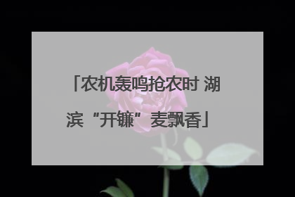 农机轰鸣抢农时 湖滨“开镰”麦飘香