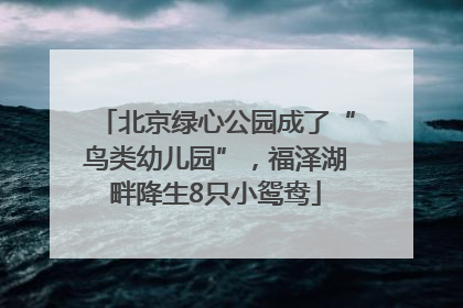 北京绿心公园成了“鸟类幼儿园”，福泽湖畔降生8只小鸳鸯
