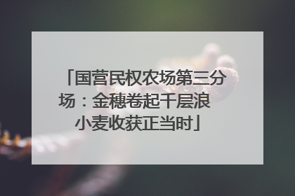 国营民权农场第三分场：金穗卷起千层浪 小麦收获正当时
