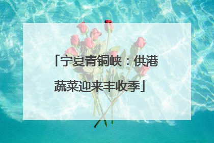宁夏青铜峡：供港蔬菜迎来丰收季