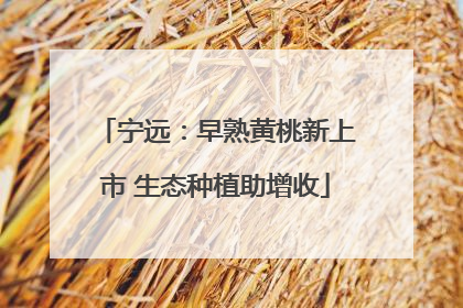 宁远：早熟黄桃新上市 生态种植助增收