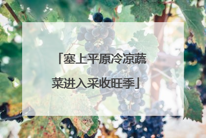 塞上平原冷凉蔬菜进入采收旺季