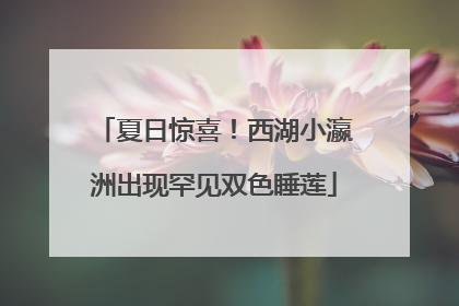 夏日惊喜！西湖小瀛洲出现罕见双色睡莲