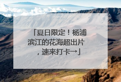 夏日限定！杨浦滨江的花海超出片，速来打卡→