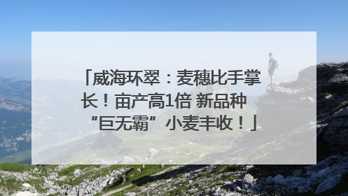 威海环翠：麦穗比手掌长！亩产高1倍 新品种“巨无霸”小麦丰收！
