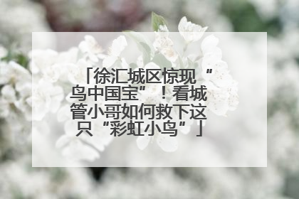 徐汇城区惊现“鸟中国宝”！看城管小哥如何救下这只“彩虹小鸟”