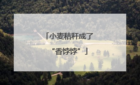 小麦秸秆成了“香饽饽”