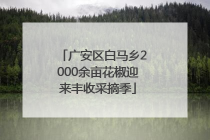广安区白马乡2000余亩花椒迎来丰收采摘季
