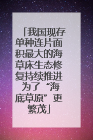 我国现存单种连片面积最大的海草床生态修复持续推进 为了“海底草原”更繁茂