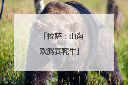 拉萨：山沟欢腾赛牦牛