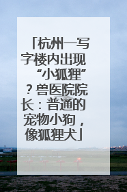 杭州一写字楼内出现“小狐狸”？兽医院院长：普通的宠物小狗，像狐狸犬