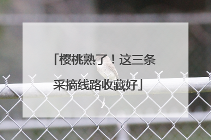 樱桃熟了！这三条采摘线路收藏好