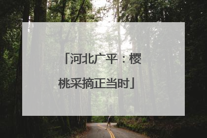 河北广平：樱桃采摘正当时