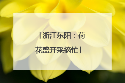 浙江东阳：荷花盛开采摘忙