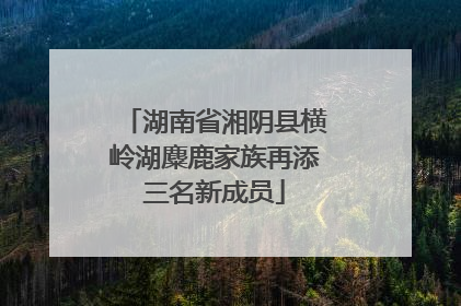 湖南省湘阴县横岭湖麋鹿家族再添三名新成员