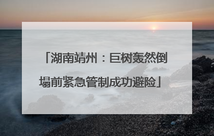 湖南靖州：巨树轰然倒塌前紧急管制成功避险