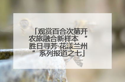观赏百合次第开 农旅融合新样本 “胜日寻芳·花漾兰州”系列报道之七