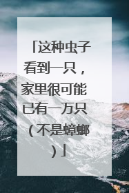 这种虫子看到一只，家里很可能已有一万只（不是蟑螂）