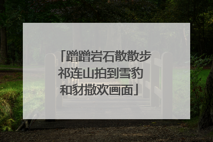 蹭蹭岩石散散步 祁连山拍到雪豹和豺撒欢画面