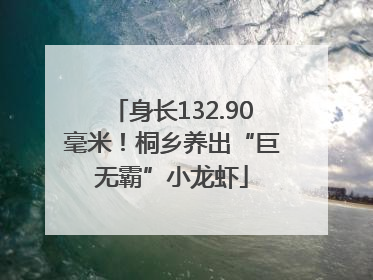 身长132.90毫米！桐乡养出“巨无霸”小龙虾