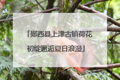 郧西县上津古镇荷花初绽邂逅夏日浪漫