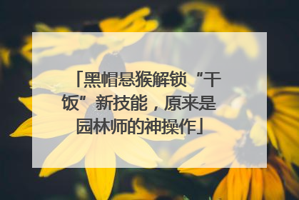 黑帽悬猴解锁“干饭”新技能，原来是园林师的神操作