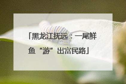 黑龙江抚远：一尾鲜鱼“游”出富民路