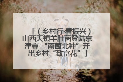 （乡村行·看振兴）山西天镇羊肚菌登陆京津冀 “南菌北种”开出乡村“致富花”