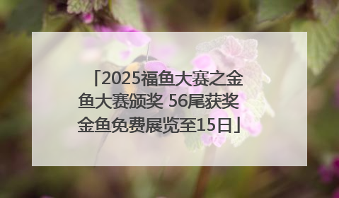 2025福鱼大赛之金鱼大赛颁奖 56尾获奖金鱼免费展览至15日